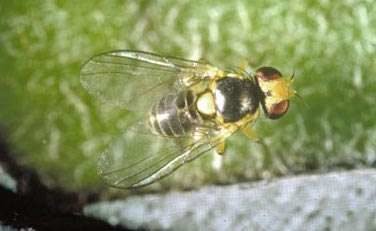 liriomyza trifolii software de control de plagas