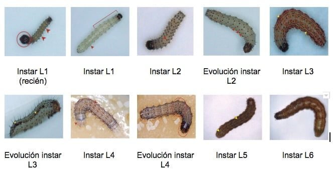 Control del Gusano Cogollero (Spodoptera frugiperda): Insecticidas y ...