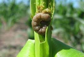 Daños del gusano cogollero en maíz