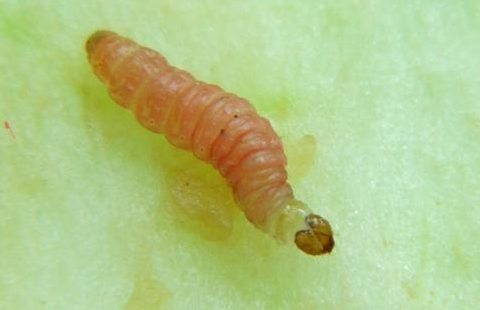 grapholita molesta larvae
