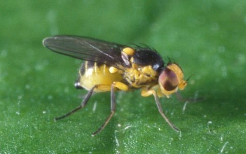 liriomyza sativae